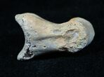 Theropod (Raptor) Toe Bone - Two Medicine Formation #3838-1